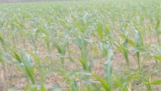 সিরাজগঞ্জে লাভজনক ভুট্টা চাষে ঝুকে পড়েছে কৃষক