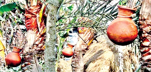 গ্রাম বাংলার মধুবৃক্ষ হারানোর পথে  