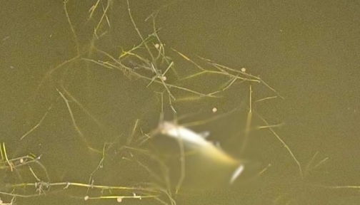 নোয়াখালীতে বিষ প্রয়োগে ৫ লক্ষাধিক টাকার মাছ মেরে ফেলার অভিযোগ