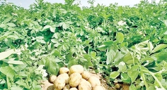 এত আলু কোথায় রাখবেন তারা  