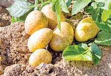 এবার আলু চাষ নিয়ে শঙ্কিত কৃষকরা  