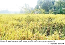 পরিবেশবান্ধব পার্চিং পদ্ধতির প্রয়োগ বাড়ছে উত্তরাঞ্চলে  