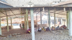 দিনাজপুরে হিমাগারে আলু রাখতে গিয়ে লোকসানে কৃষক-ব্যবসায়ীরা