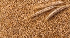 যুক্তরাষ্ট্র থেকে ৬০ হাজার ৮৭৫ টন গম নিয়ে জাহাজ মোংলা বন্দরে