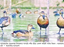 শীতের শুরুতেই সুন্দরবনে অতিথি পাখির আগমন  