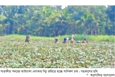 সাতক্ষীরায় বৃদ্ধি পেয়েছে পানিফলের চাষ  