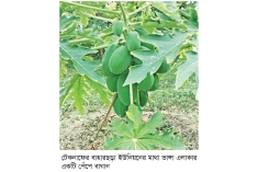 টেকনাফে পেঁপের বাম্পার ফলন  