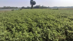 বীরগঞ্জে শীতকালীন বাদাম চাষে কৃষকদের আগ্রহ বাড়ছে