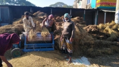 হোসেনপুরে মাঠে মাঠে ধান কাটার ধুম