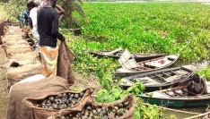 পাবনার বিলাঞ্চলে নির্বিচারে শামুক নিধন, বিপর্যয়ের মুখে জীববৈচিত্র্য