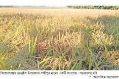 মাঠে মাঠে সোনালি ধানের শীষ, বাম্পার ফলনের আশা  