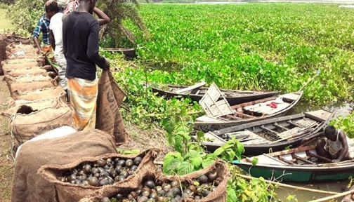 পাবনার বিলাঞ্চলে নির্বিচারে শামুক নিধন, বিপর্যয়ের মুখে জীববৈচিত্র্য