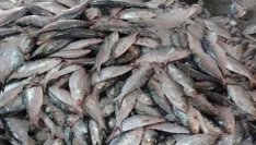 পাথরঘাটায় অর্ধ কোটি টাকায় ২০০ মণ ইলিশ বিক্রি