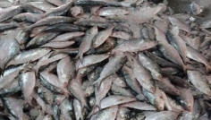 পাথরঘাটায় অর্ধ কোটি টাকায় ২০০ মণ ইলিশ বিক্রি