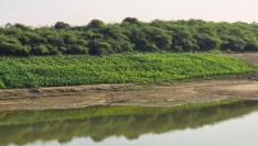 বাঁকখালীর চরে সবুজের সমারোহ