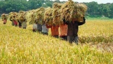 তাড়াইলে আমনের বাম্পার ফলনে খুশি কৃষক-কৃষানীরা