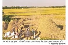 ফটিকছড়িতে আমন ধানের বাম্পার ফলন  