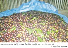 পাহাড়ে লুকলুকি ফলের আবাদ বাড়ছে  