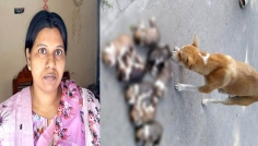 ৮ কুকুরছানা হত্যার অভিযোগ, সরকারি বাসা ছাড়তে বাধ্য হলেন কর্মকর্তা