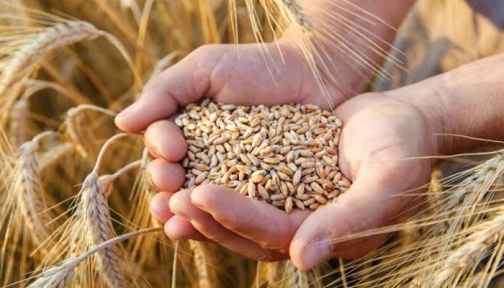 যুক্তরাষ্ট্র থেকে ২ লাখ ২০ হাজার টন গম আমদানির সিদ্ধান্ত