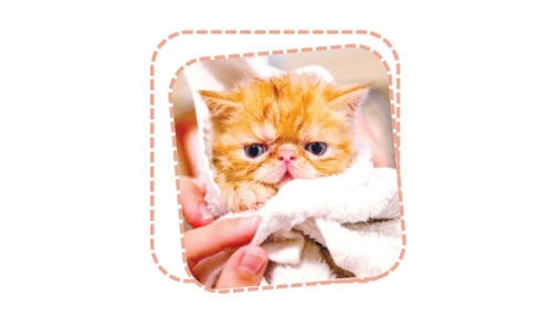 প্রাণীর প্রতি দয়া ইবাদত