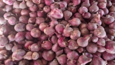 ঈশ্বরদীতে একদিনে পেঁয়াজের দাম বাড়লো ৪০ টাকা