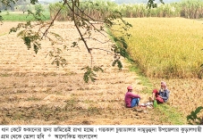 আমন ধানের ফলন ভালো হলেও দাম কম  