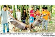 বিপন্ন প্রজাতির শকুন উদ্ধার  