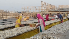 কক্সবাজারে শুঁটকি উৎপাদনের ধুম, রপ্তানির লক্ষ্য ৪০০ কোটি টাকা