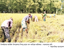 টাঙ্গাইলে আমন ধানের আবাদ লক্ষ্যমাত্রা ছাড়িয়েছে  