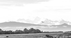 কাঞ্চনজঙ্ঘার ছায়ায় পঞ্চগড়ের গল্প  