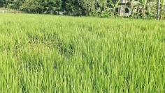 ফরিদগঞ্জে আমন ক্ষেতে ইঁদুরের তাণ্ডব, দুশ্চিন্তায় কৃষক