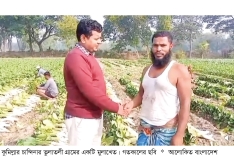 মুলার দাম ও উৎপাদন নিয়ে খুশি কৃষক  