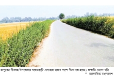 পীরগঞ্জে রাস্তার পাশে তিল চাষ বাড়ছে  