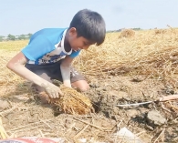 ইঁদুরের গর্ত থেকে ধান সংগ্রহ  