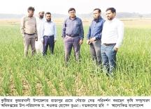 গ্রীষ্মকালীন পেঁয়াজের বাম্পার ফলন  