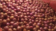 ভারত থেকে পেঁয়াজ আমদানি শুরু, বাজারে ফিরছে স্বস্তি