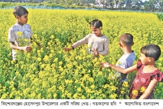 অসময়ের বৃষ্টিতে কমেছে সরিষা চাষ  