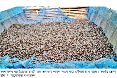 চলনবিলে নির্বিচারে শামুক নিধন  