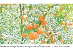 মহেশপুরে কমলা চাষে সাফল্য  