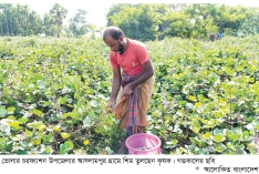 সর্জন পদ্ধতির আগাম শিমে লাভবান কৃষক  