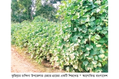 চান্দিনায় শিমের বাম্পার ফলন  