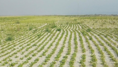 সিরাজগঞ্জের চরাঞ্চলে বাদাম চাষে বাম্পার ফলনের আশা