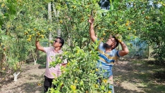 রাজবাড়ীতে তিন ভাইয়ের মিশ্র ফল বাগানে কমলার বাম্পার ফলন