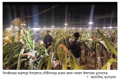 লাইটিং পদ্ধতিতে ড্রাগন চাষে সফলতা  