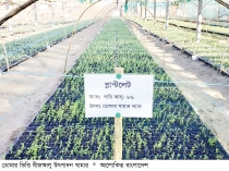 নতুন নতুন জাতের বীজআলু উৎপাদনে বিপ্লব  