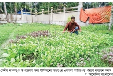দাগনভূঞায় শীতকালীন সবজিখেত পরিচর্যায় ব্যস্ত কৃষক 