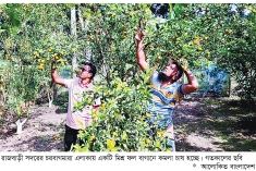 রাজবাড়ীতে মিশ্র ফল বাগানে কমলা চাষে সাফল্য  