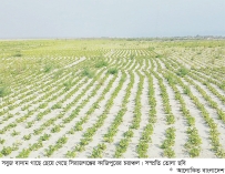 সিরাজগঞ্জে বাদামের বাম্পার ফলনের সম্ভাবনা  