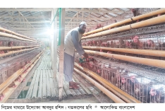 মুরগির খামারে সফলতা  